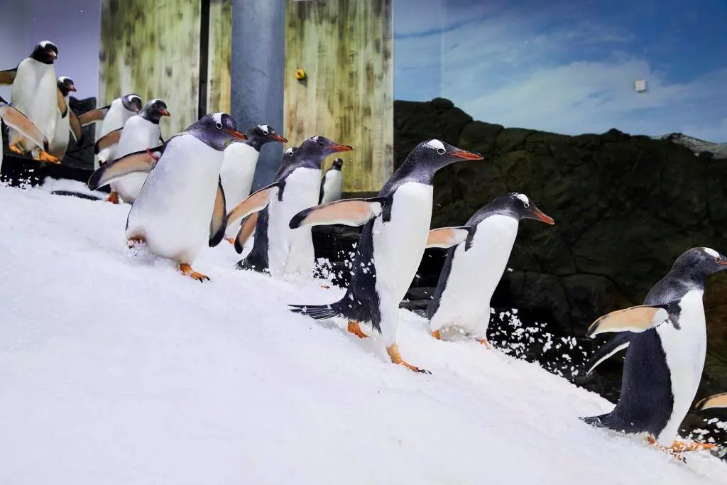 Gentoo Penguins Running